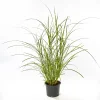 Discount Plantiflor Solitär-Gräser Topf Durchmesser 23 cm