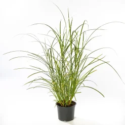 Discount Plantiflor Solitär-Gräser Topf Durchmesser 23 cm