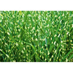 Discount Plantiflor Solitär-Gräser Topf Durchmesser 23 cm