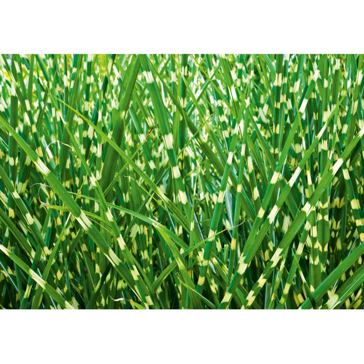 Discount Plantiflor Solitär-Gräser Topf Durchmesser 23 cm