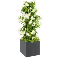 Discount Plantiflor Sommerjasmin Pyramide Topf Durchmesser 19 cm
