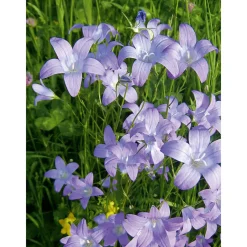 Sale Plantiflor Staude P19 verschiedene Sorten