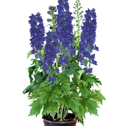 Sale Plantiflor Staude P19 verschiedene Sorten