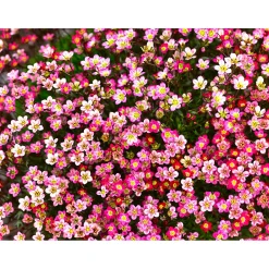 Online Plantiflor Steingartenstauden im Topf Durchmesser 13 cm