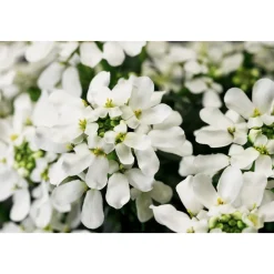 Online Plantiflor Steingartenstauden im Topf Durchmesser 13 cm