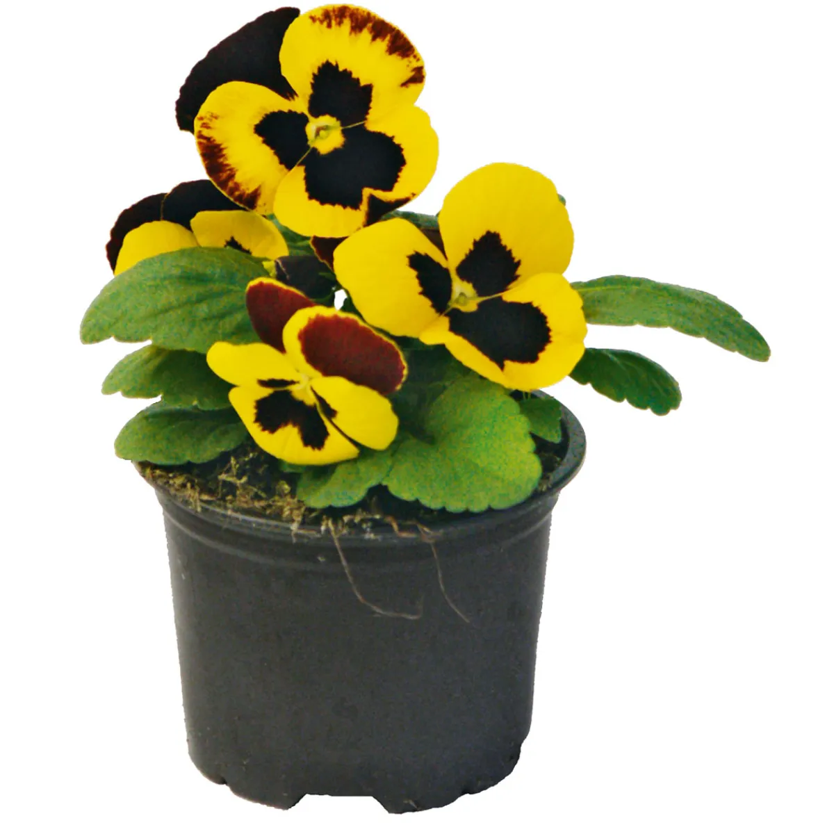 Best Plantiflor Stiefmütterchen Topf Durchmesser 9 cm