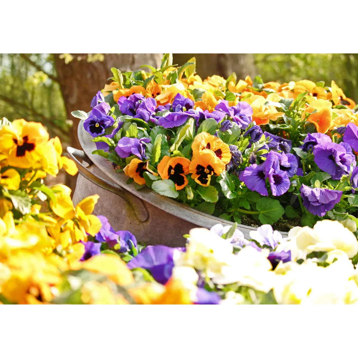 Best Plantiflor Stiefmütterchen Topf Durchmesser 9 cm