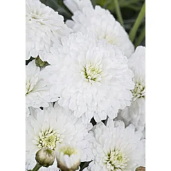 Online Plantiflor Strauchmagerite Molimba Topf Durchmesser 13 cm