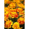 New Plantiflor Tagetes Topf Durchmesser 10,5 cm