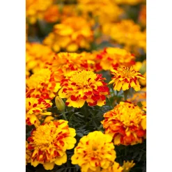 New Plantiflor Tagetes Topf Durchmesser 10,5 cm