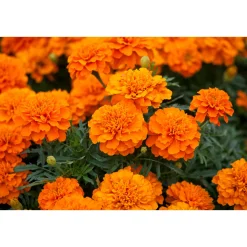 New Plantiflor Tagetes Topf Durchmesser 10,5 cm