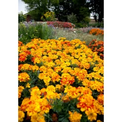 New Plantiflor Tagetes Topf Durchmesser 10,5 cm