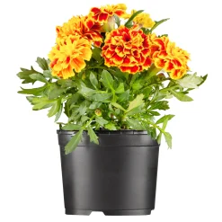New Plantiflor Tagetes Topf Durchmesser 10,5 cm