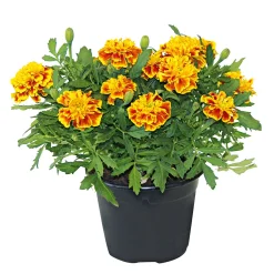 New Plantiflor Tagetes Topf Durchmesser 10,5 cm
