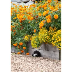 New Plantiflor Tagetes Topf Durchmesser 10,5 cm