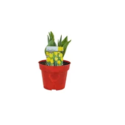 Sale Plantiflor Tulpen Topf Durchmesser 10,5 cm