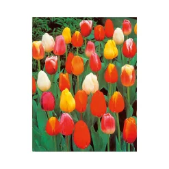 Sale Plantiflor Tulpen Topf Durchmesser 10,5 cm