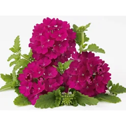 Outlet Plantiflor Verbene Temari weiß und rosa/rot T10,5