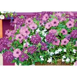 Online Plantiflor Verbene verschiedene Farben T13