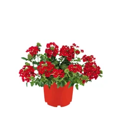 Online Plantiflor Verbene verschiedene Farben T13