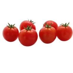 Hot Plantiflor Veredelte Salattomate Topf Durchmesser 12 cm