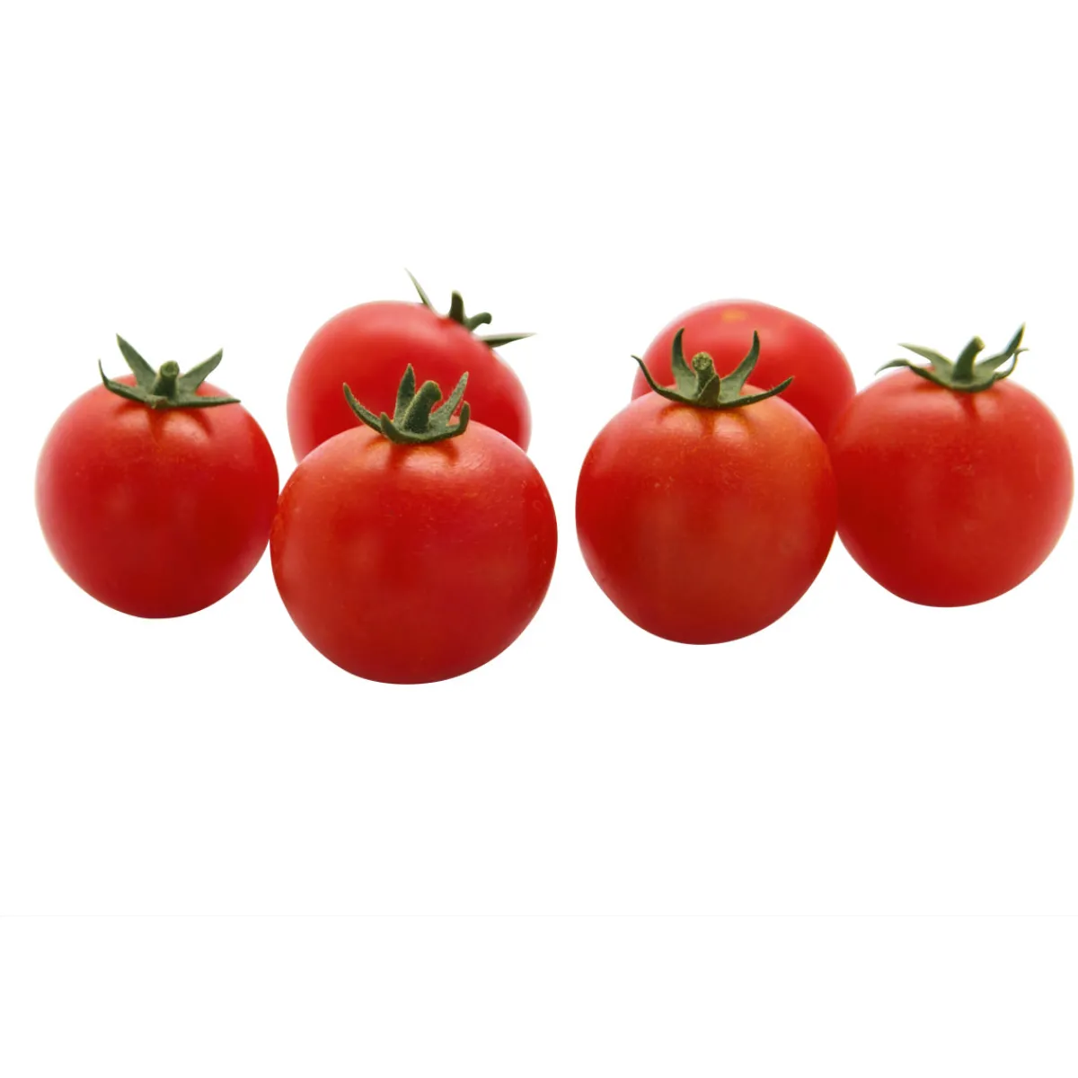 Hot Plantiflor Veredelte Salattomate Topf Durchmesser 12 cm