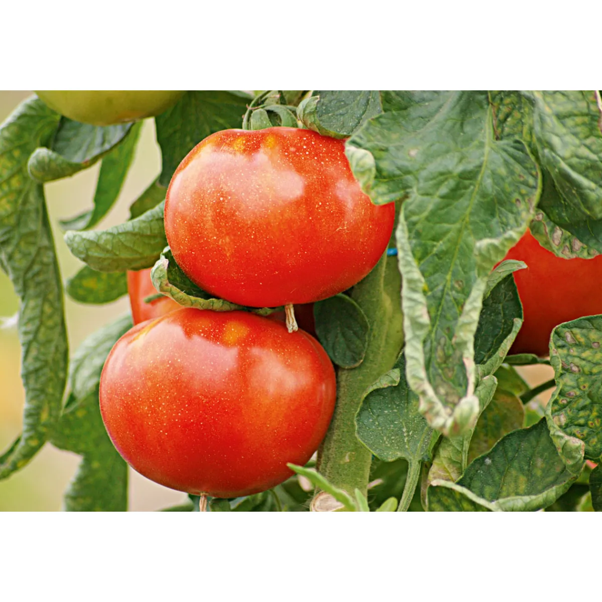 Hot Plantiflor Veredelte Salattomate Topf Durchmesser 12 cm