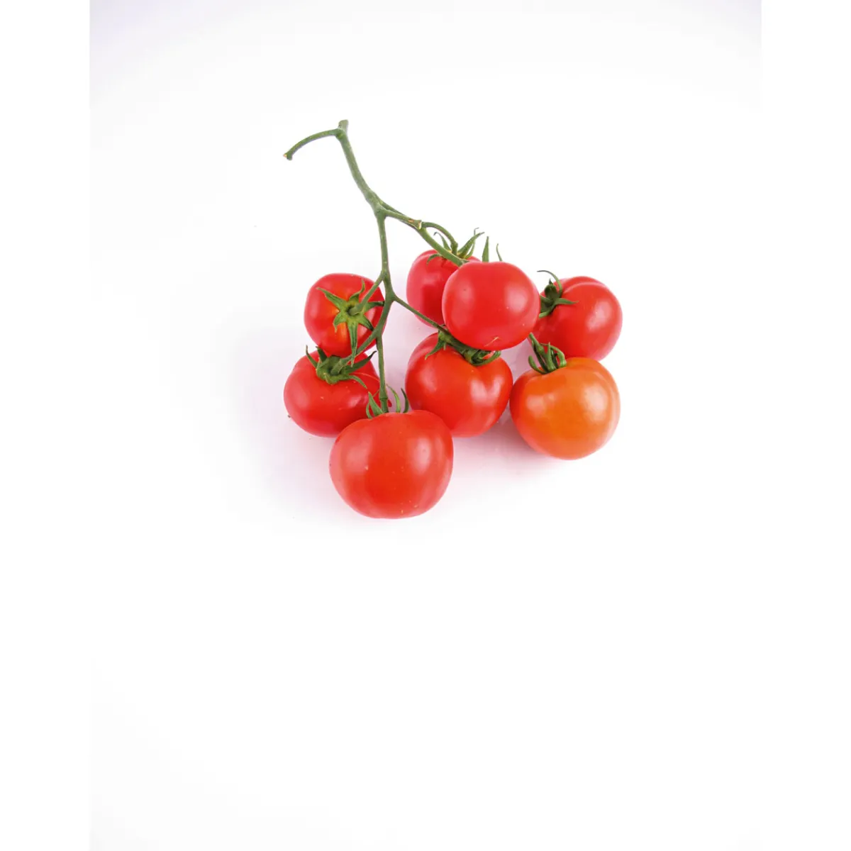 Hot Plantiflor Veredelte Salattomate Topf Durchmesser 12 cm