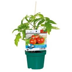 Hot Plantiflor Veredelte Salattomate Topf Durchmesser 12 cm