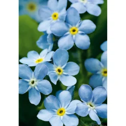 Plantiflor Vergissmeinnicht im Topf Durchmesser 11 cm