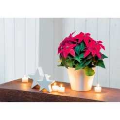 Discount Plantiflor Weihnachtsstern Euphorbia pulcherrima Midi