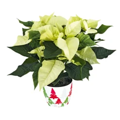 New Plantiflor Weihnachtsstern Euphorbia pulcherrima ca 35 cm