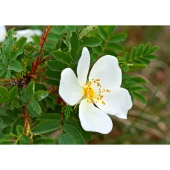 Online Plantiflor Wildrose Biene Maja Topf Durchmesser 17 cm