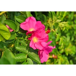 Online Plantiflor Wildrose Biene Maja Topf Durchmesser 17 cm
