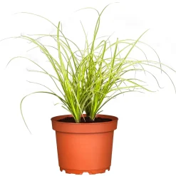 Online Plantiflor Ziergräser Durchmesser 17 cm versch Sorten