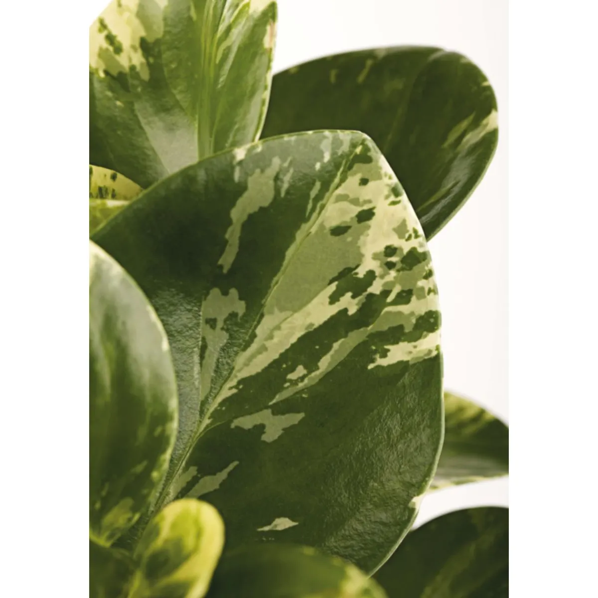 Online Plantiflor Zwergpfeffer bunt 15-20 cm T12