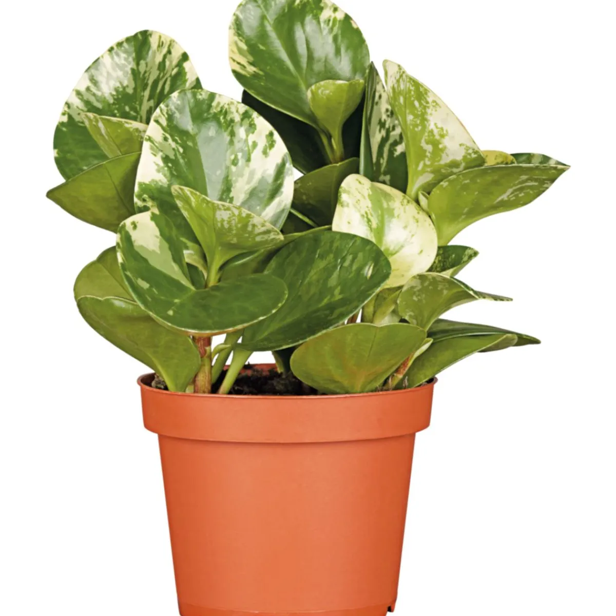 Online Plantiflor Zwergpfeffer bunt 15-20 cm T12