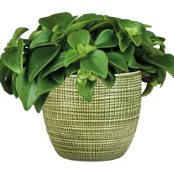 Online Plantiflor Zwergpfeffer grün 15-20 cm T12