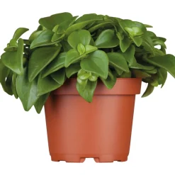 Online Plantiflor Zwergpfeffer grün 15-20 cm T12