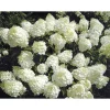 Outlet Rispenhortensie Living Creations Topf- Durchmesser 23 cm