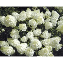 Outlet Rispenhortensie Living Creations Topf- Durchmesser 23 cm