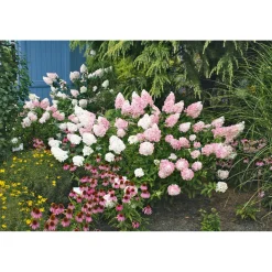 Outlet Rispenhortensie Living Creations Topf- Durchmesser 23 cm