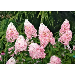 Outlet Rispenhortensie Living Creations Topf- Durchmesser 23 cm