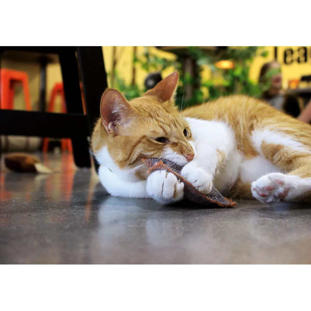 Sale Schmusekissen Classic mit Katzenminze versch Farben