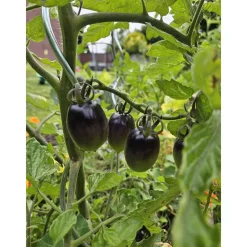 Clearance Schwarze Cocktailtomate "Black Moon" Topf Durchmesser T10,5