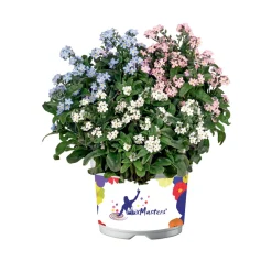New Plantiflor Vergissmeinnicht Trio Topf Durchmesser 13 cm