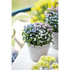 New Plantiflor Vergissmeinnicht Trio Topf Durchmesser 13 cm